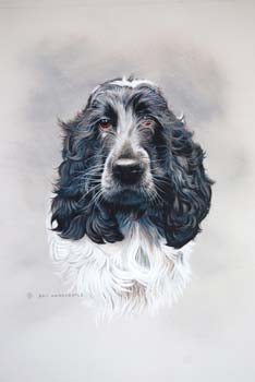 Cocker Spaniel